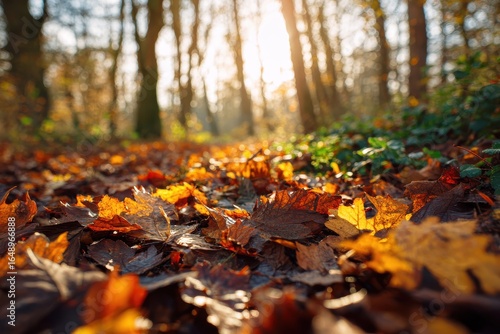 Wallpaper Mural Vibrant fall foliage blanketing a peaceful woodland, ideal for seasonal promotions or marketing strategies aimed at nature lovers and environmentally friendly businesses Torontodigital.ca