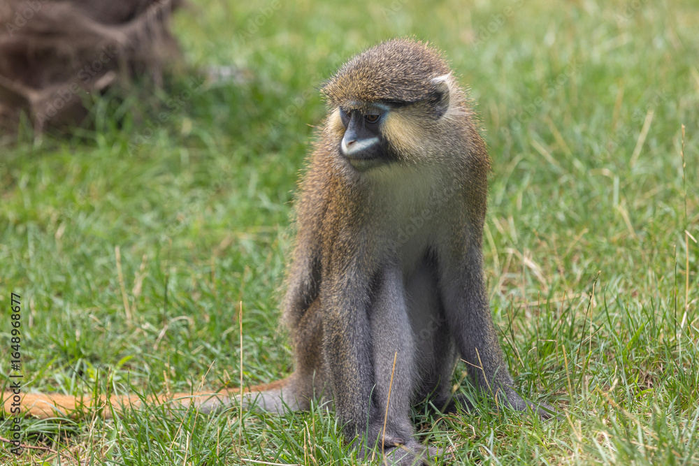 Fototapeta premium Moustached guenon
