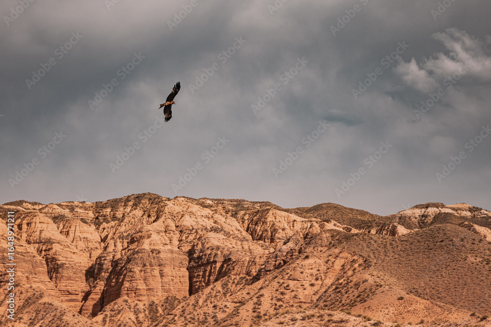 Naklejka premium Majestic black kite soaring over the rocky landscape, under a dramatic cloudy sky