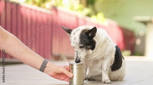 The dog's owner gives her a can of food to sniff, and she starts eating it.