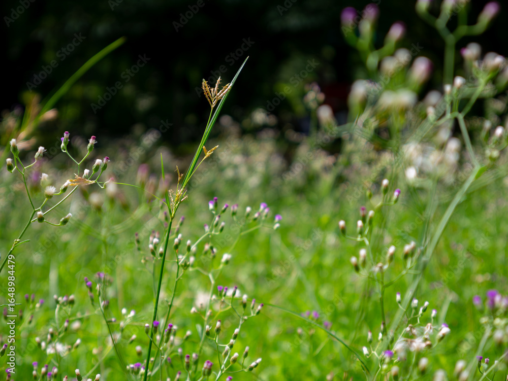 Field of Vernonia cinerea wildflowers with fresh green background in nature. Field of Vernonia cinerea wildflowers with fresh green background in nature.