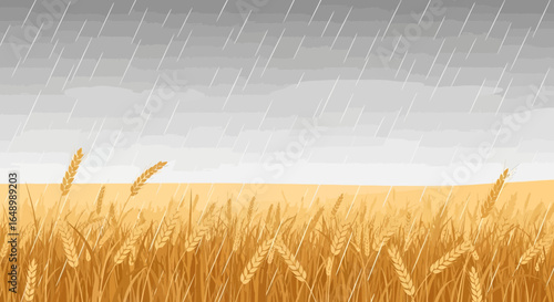 Golden Wheat Field Under Heavy Rain Creates a Tranquil and Dramatic Scene