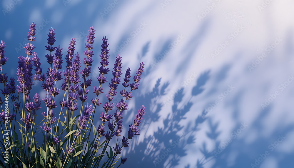 Obraz premium lavender in the wind, 8 image