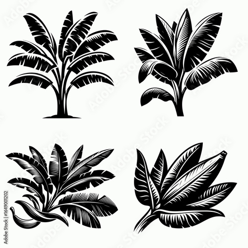 Banana plant. Retro Vintage Line Art Clipart Silhouette Vector Illustration. Growing tropic fruit know-how for home garden caretakers of musa genus.