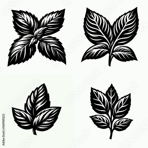 Basil leaf. Retro Vintage Line Art Clipart Silhouette Vector Illustration. Fresh culinary herb foliage for cooking a fragrant green plant part.