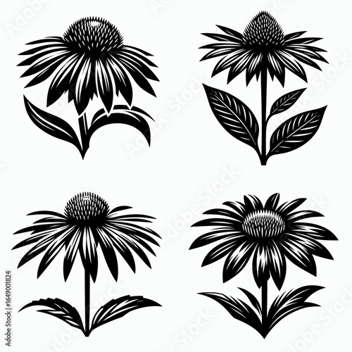 Coneflower plant. Retro Vintage Line Art Clipart Silhouette Vector Illustration. Echinacea herb for garden growing perennial bloom floral landscaping.