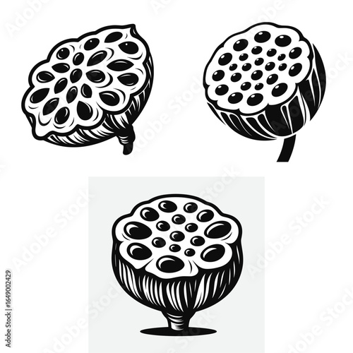 Lotus seed pod. Retro Vintage Line Art Clipart Silhouette Vector Illustration. Floral core container natural grain blossom heart plant ovary fertility object.