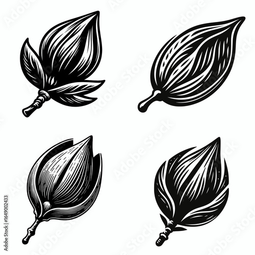 Magnolia seed pod. Retro Vintage Line Art Clipart Silhouette Vector Illustration. Southern tree fruit container natures propagation casing and plant embryo house.