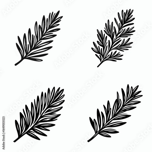 Rosemary branch. Retro Vintage Line Art Clipart Silhouette Vector Illustration. Aromatic herb twig flavoring ingredient for cooking and natural decoration.