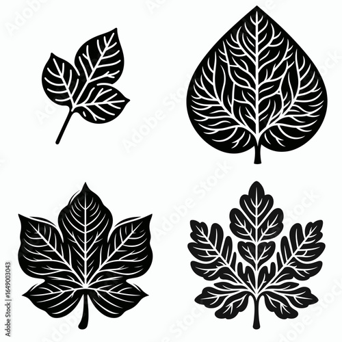 Sassafras leaf shape. Retro Vintage Line Art Clipart Silhouette Vector Illustration. foliage form identifying this tree via characteristic of the blade.