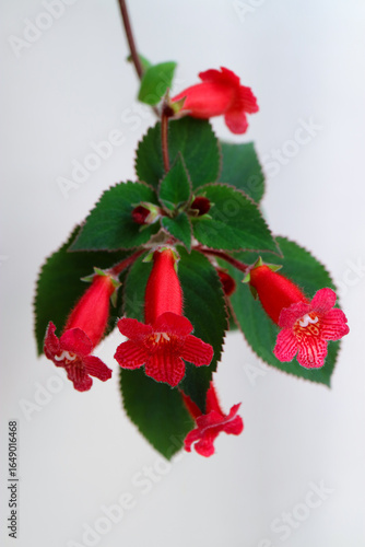 Red Kohleria Rongo