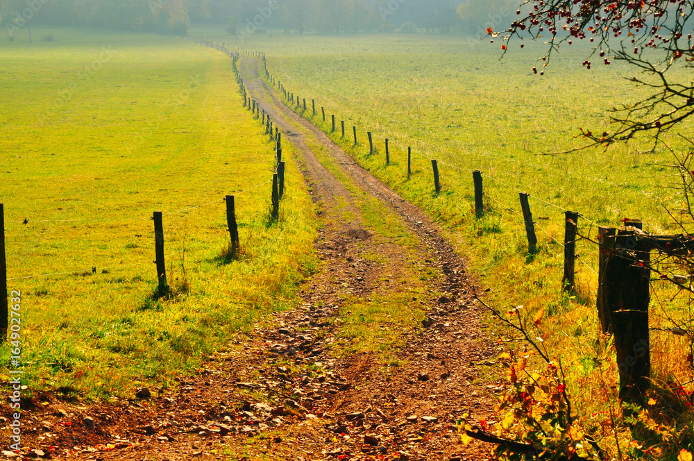 Naklejka premium Urocza, gruntowa ścieżka otoczona drewnianymi płotami wije się przez bujną, zieloną okolicę w ciepłym słońcu, podkreślając rustykalne piękno i spokojną, wiejską naturę.