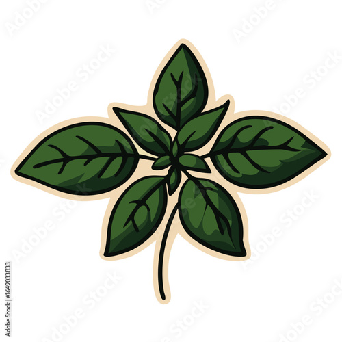 Green basil plant