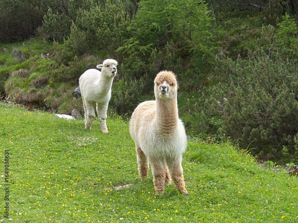 Naklejka premium Alpagas in the mountains