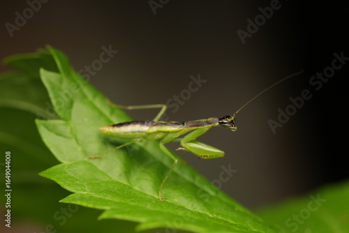 Wallpaper Mural The Praying Mantis (Orthodera novaezealandiae) is a green insect with large protruding eyes and a triangular face. Its forelegs are adapted for grasping prey with sharp spines. Torontodigital.ca
