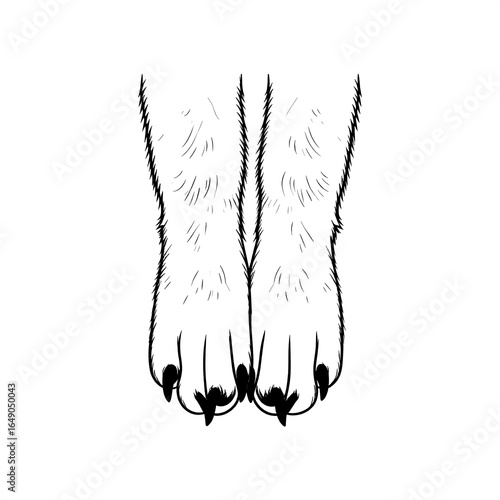 Pair of paws with claws
