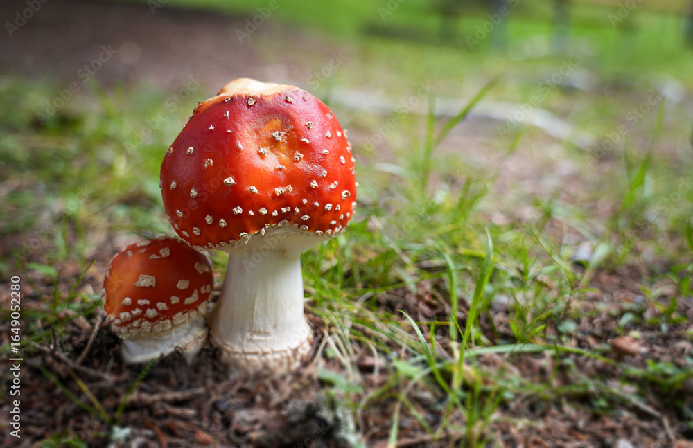 Vibrant red mushrooms with white spots emerge from the forest floor, surrounded by lush green grass and soft earth, showcasing the beauty of nature's fungi in a serene environment Vibrant red mushrooms with white spots emerge from the forest floor, surrounded by lush green grass and soft earth, showcasing the beauty of nature's fungi in a serene environment