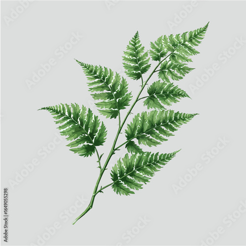 green fern leaf isolated on white background