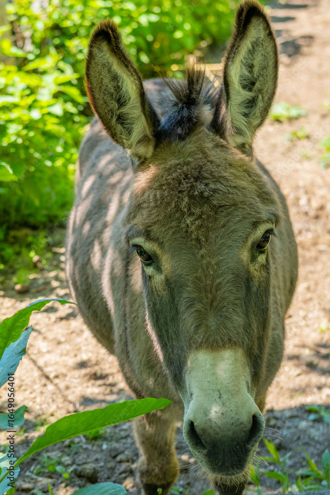 Fototapeta premium donkey close up, foal Equus asinus, Equus africanus asinus, rustic scene with donkey feeding on fresh pasture on sunny day, Farm Animal Portrait