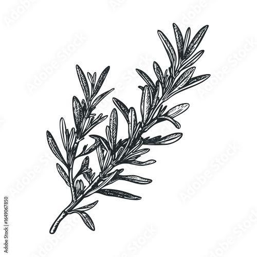 Detailed illustration of aromatic rosemary herb sprig for culinary use