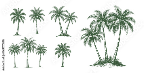 alm Tree Vintage Sketch Summer Beach Tropical Set Engraving Engraver Retro Vector Print Depicting Detailed Palm Trees