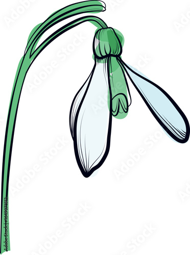 Snowdrop flower third variant hand drawn vector