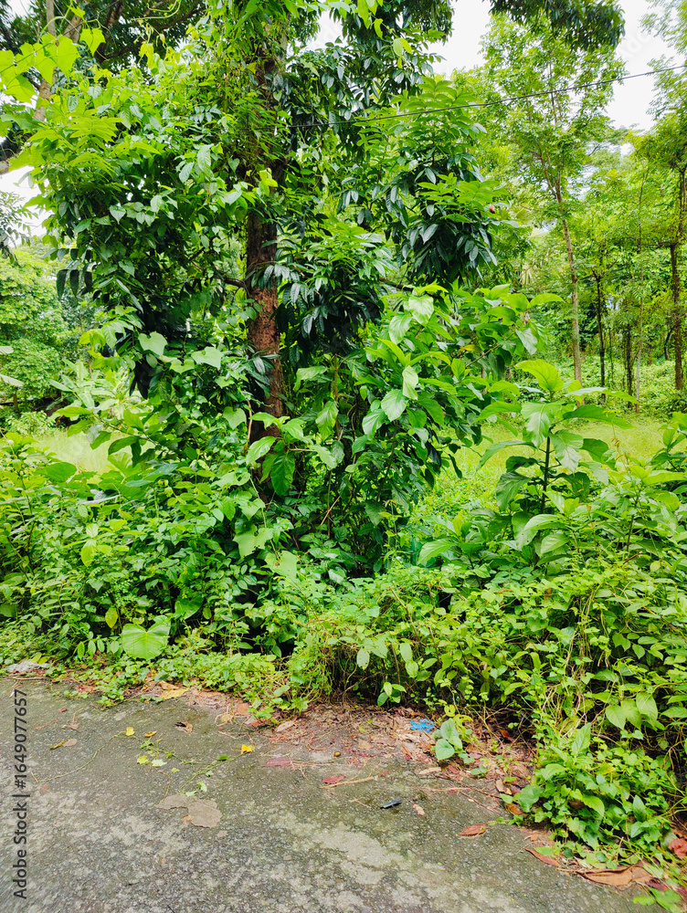 Obraz premium vibrant green leaves on a tree branch in a natural tropical environment