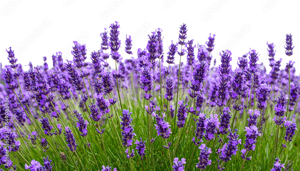 Naklejka premium Field of lavender in full bloom under dramatic isolated on white background