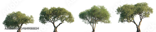 Set of Olea europaea (The olive) frontal street trees isolated png on a transparent background perfectly cutout