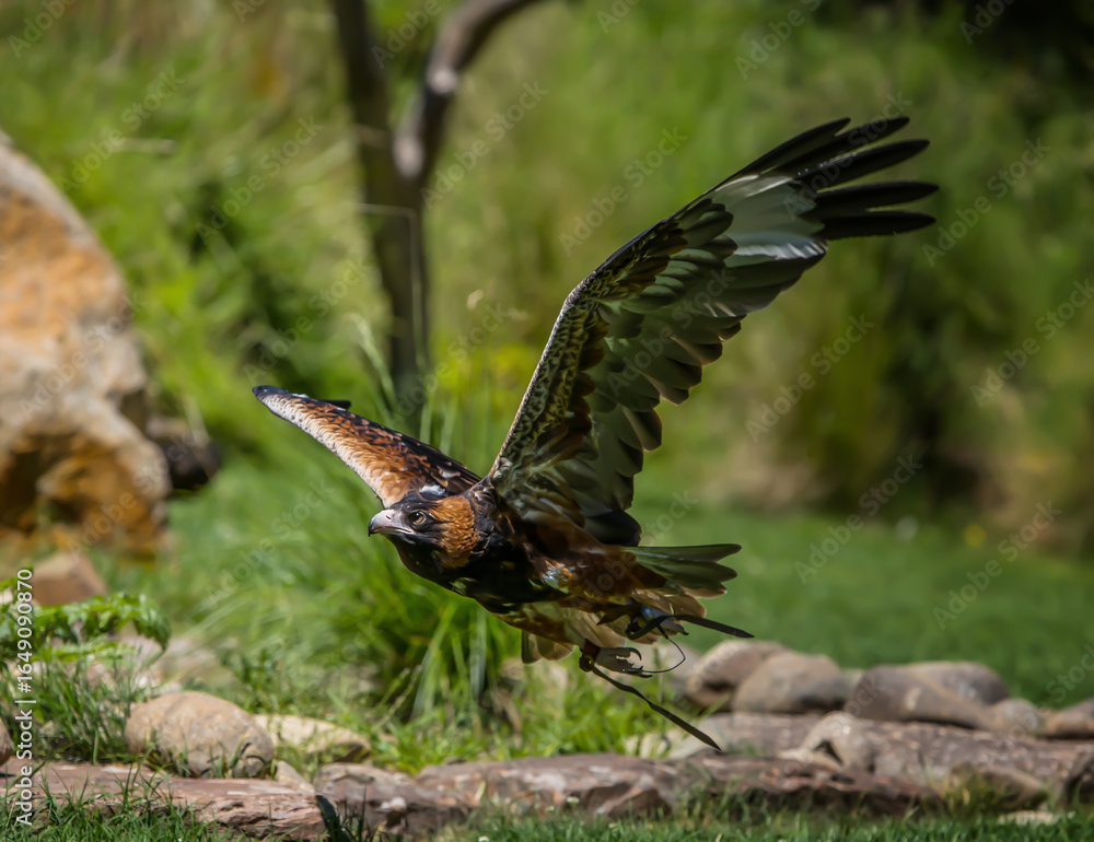 Fototapeta premium Wedge Tailed Eagle