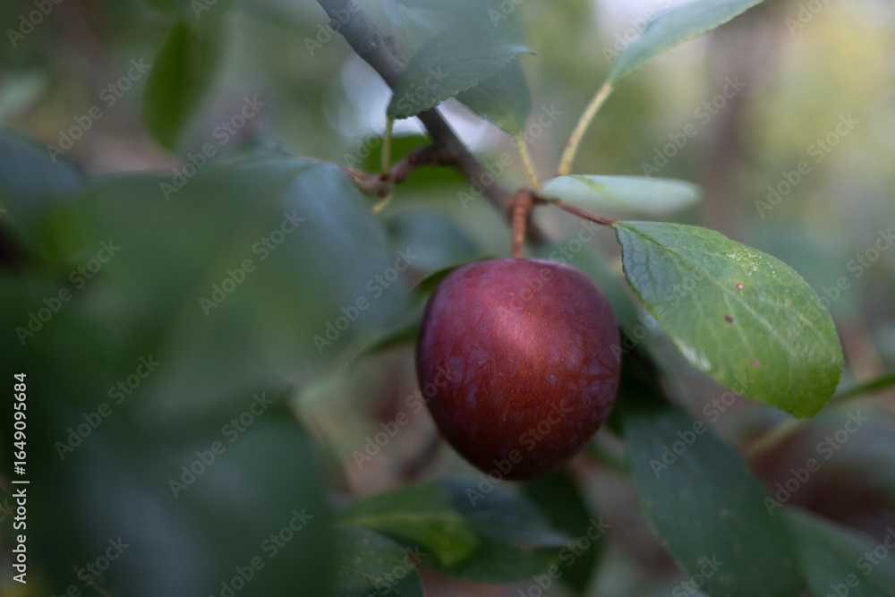 Plum on a branch. Ripe plum on a branch. Plum harvest. Plum branch. Plum on a branch. Ripe plum on a branch. Plum harvest. Plum branch.