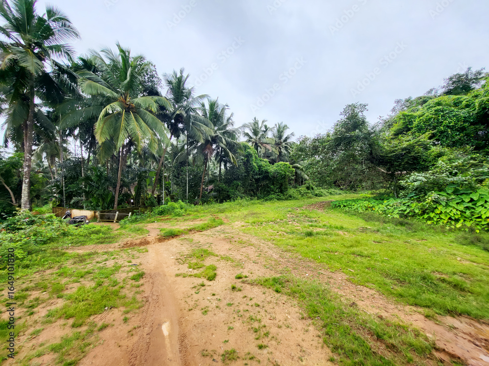 Fototapeta premium Lush tropical landscape with vibrant green foliage and towering palm trees under an overcast sky, inviting exploration and natural beauty.