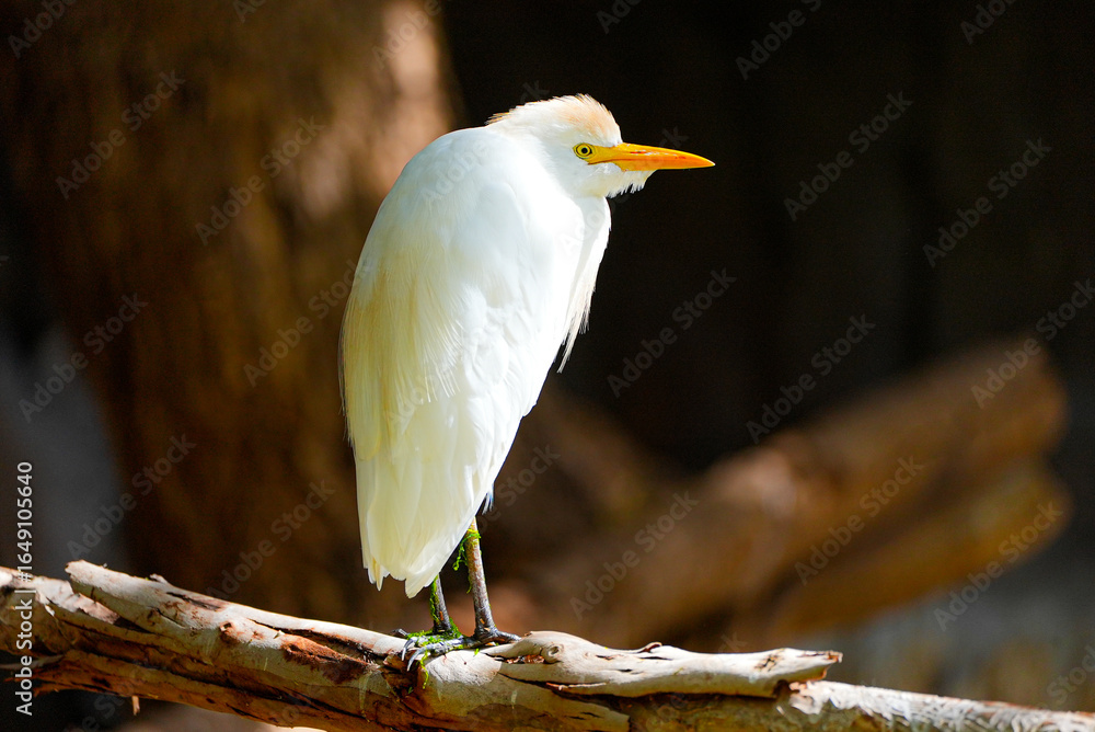 Obraz premium Graceful white egret perched on a natural branch inside a zoo enclosure. Its yellow beak and focused gaze stand out against the dark background. Elegant and peaceful moment of stillness.