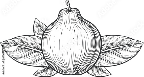 guava isolated on transparent png.vector.isolated, cut, green, guava, healthy, nature, tropical, background, diet, food, fresh, fruit, organic, raw, ripe, sweet, vegetarian, half, 