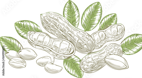 peanuts isolated on transparent png.vector.nut, peanut, brown, food, snack, clipping path, tan, cut out, flying, beige, color image, design element,