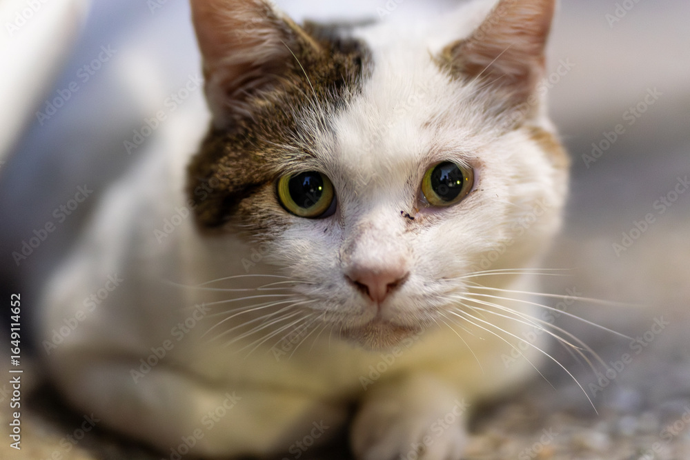 野良猫 野良猫