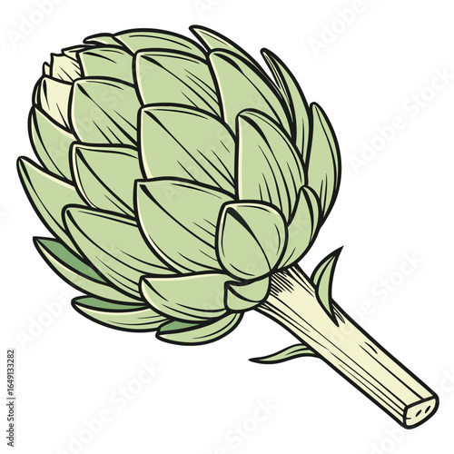 Fresh Artichoke Illustration A Detailed Drawing of a Whole Artichoke