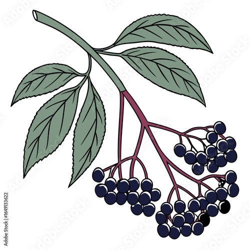 Elderberry sprig illustration with dark purple berries and green leaves on a white background