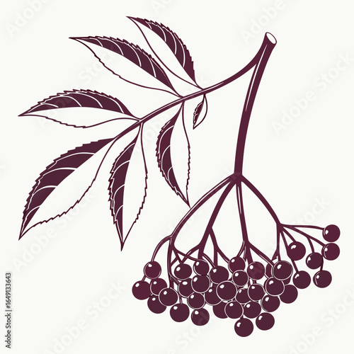 Artistic hand-drawn illustration of an elderberry branch with ripe berries and leaves, a symbol of natural herbal medicine.