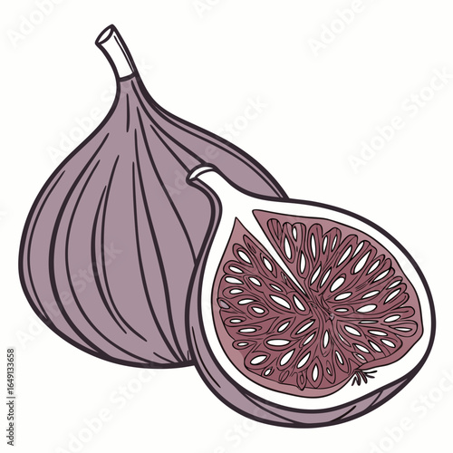 Detailed vector illustration of a fig fruit, one whole and one sliced in half. Botanical line art drawing concept for healthy eating and organic food.