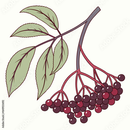 Vector illustration of a ripe elderberry branch with leaves. Botanical drawing of Sambucus for herbal medicine concepts and natural food.
