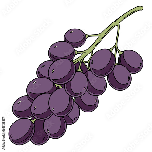 Illustration of a fresh bunch of ripe purple grapes, a healthy organic fruit isolated on a white background.