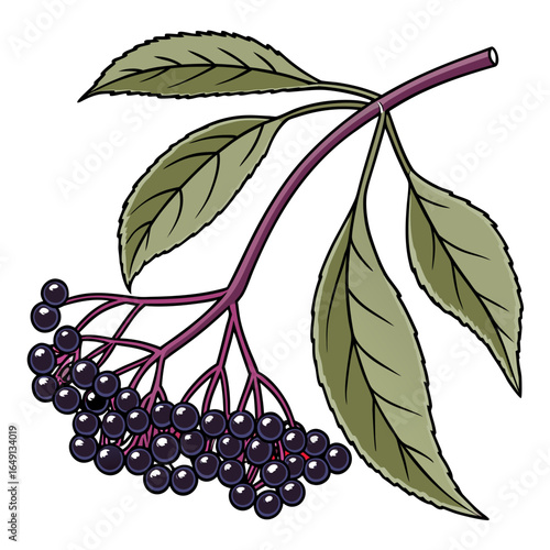Hand-drawn botanical illustration of a ripe elderberry branch with dark purple berries and green leaves, isolated on a white background.