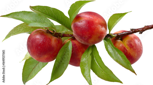 Peaches with green leaves on branch isolated on white