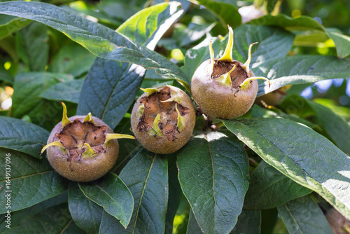 Exotic small unusual Medlar fruit also Mespilus germanica ripening on a tree branch.