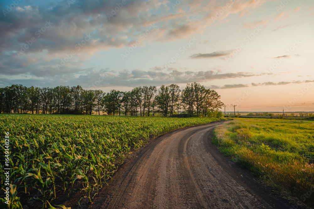 Obraz premium A gentle curving dirt road separates two vibrant green fields, leading towards a tree line in the distance, all lit by the golden glow of a late afternoon sun.