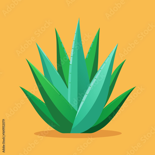 aloe vera plant