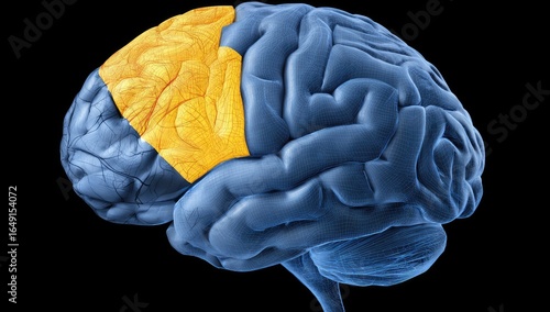 3D brain, highlighted parietal lobe