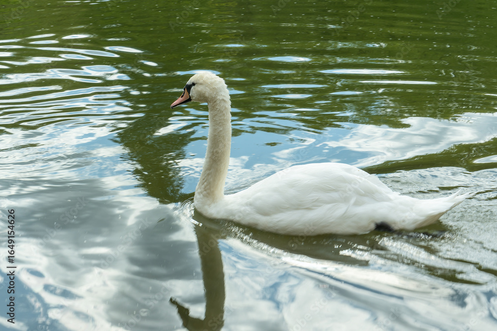 Fototapeta premium Swans gracefully foraging in the shallow lake waters during spring. Feeding on bottom-dwelling creatures. Elegant swans diving for food.