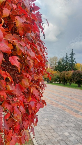 Autumn trees in the parkr,shrubs,and firs,close-up of photo with selective focus.